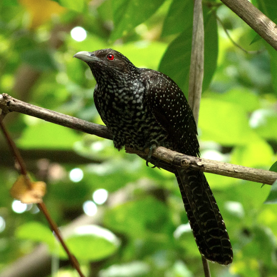 Common Koel