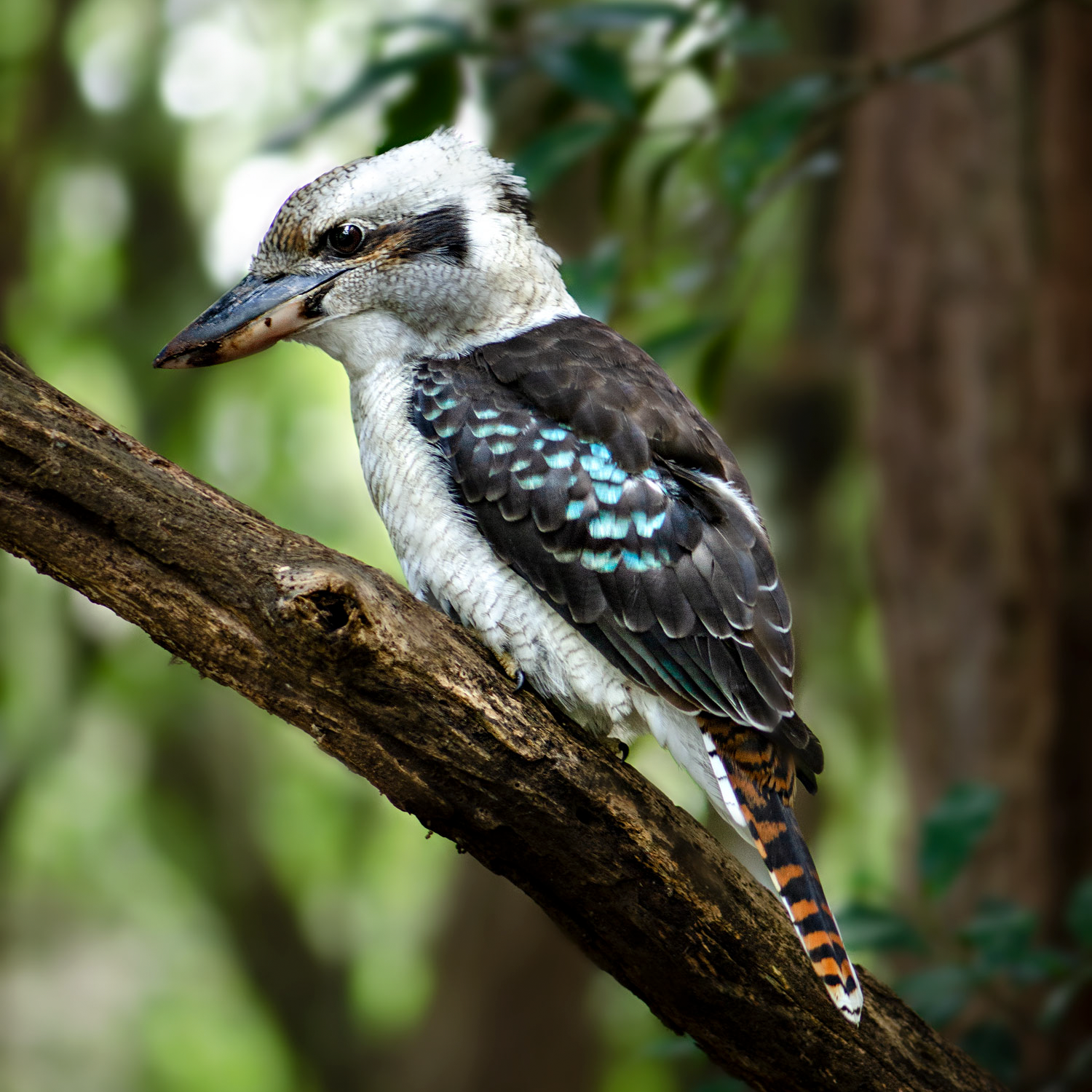 Laughing Kookaburra