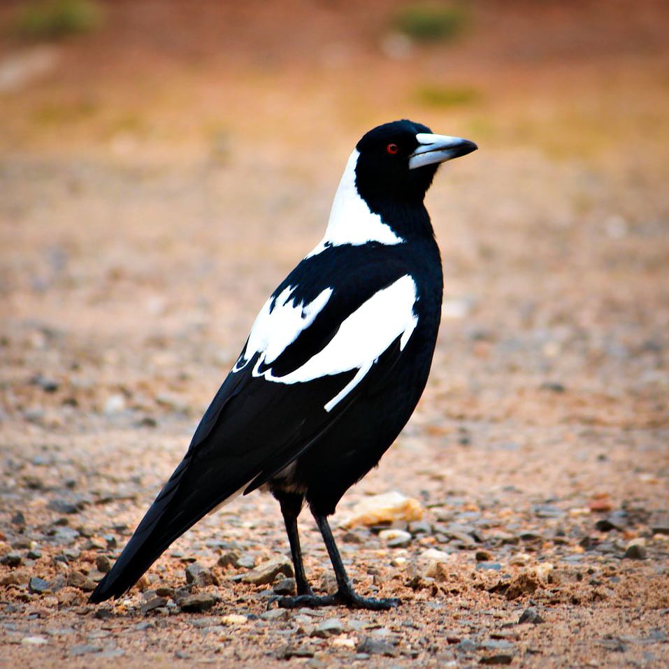 Australian Magpie