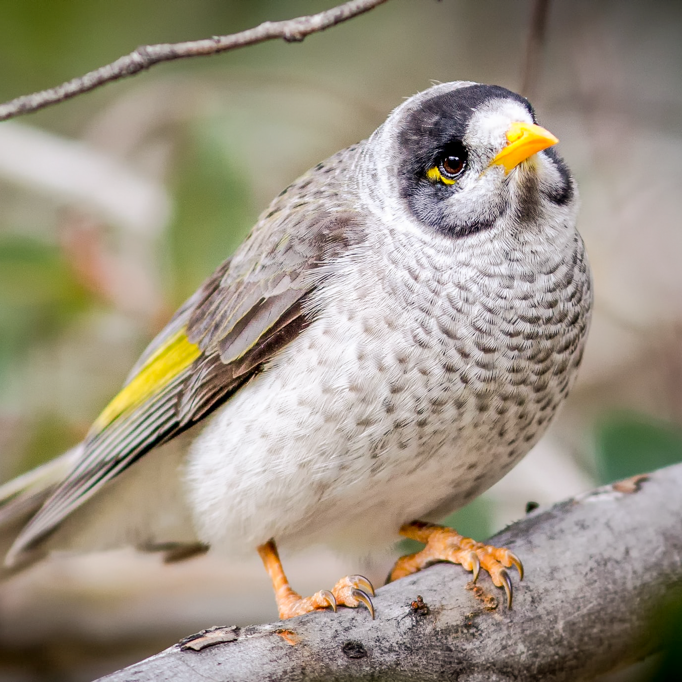 Noisy Miner