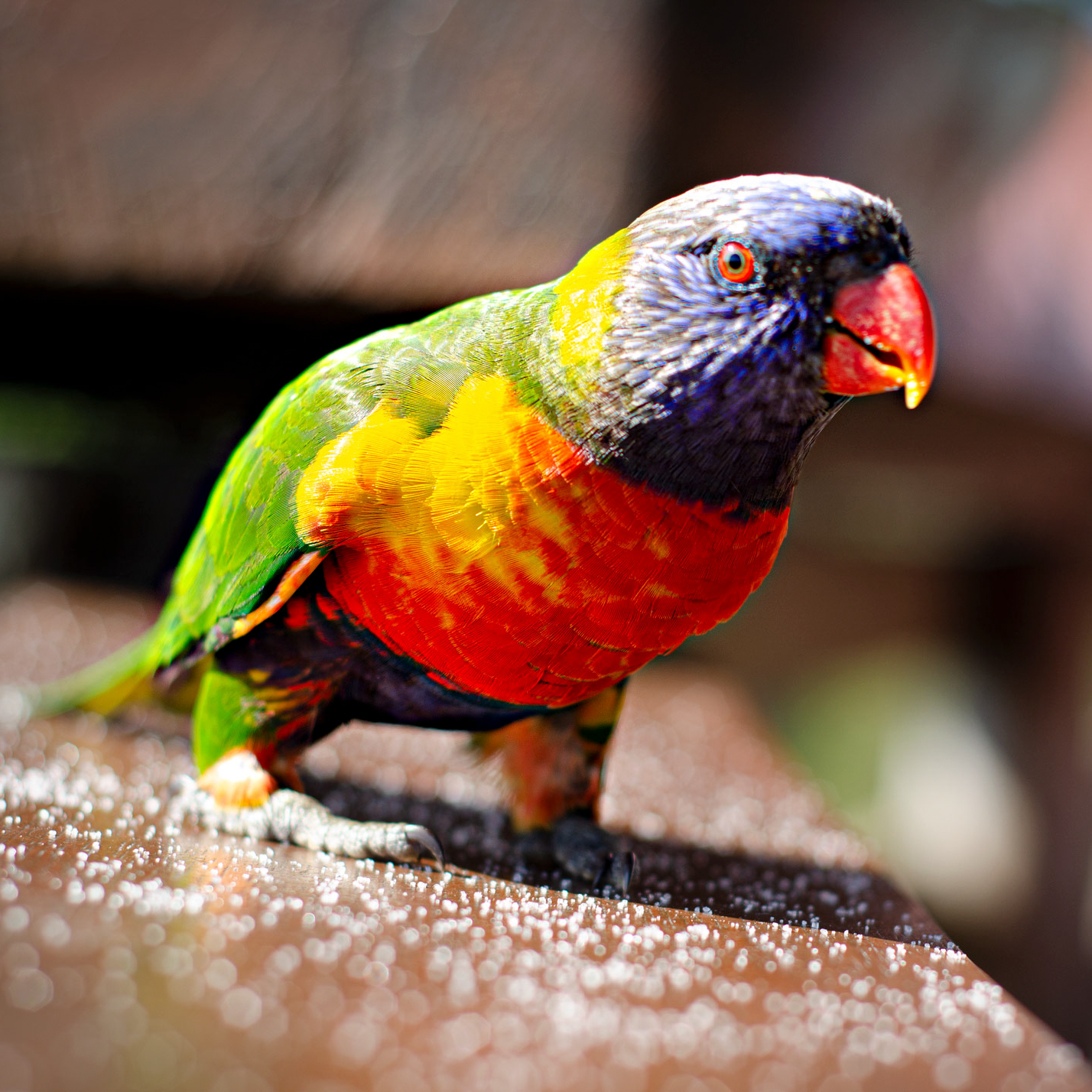 Rainbow Lorikeet